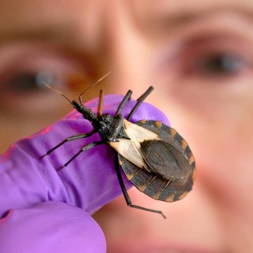 Día Mundial de la Enfermedad de Chagas